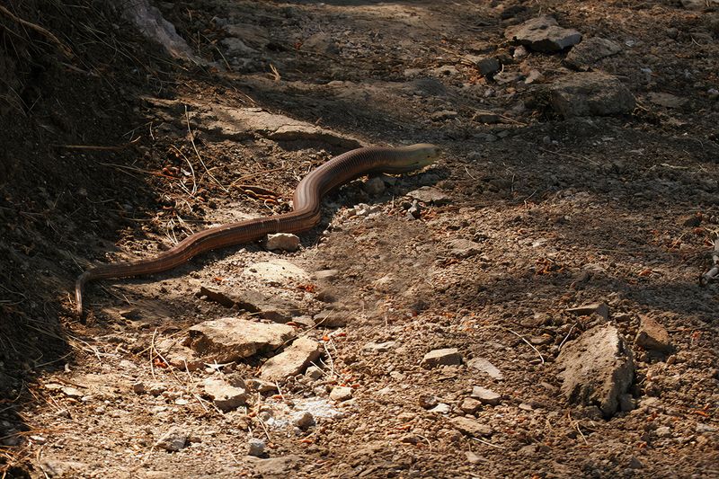 Gallery Glass lizard