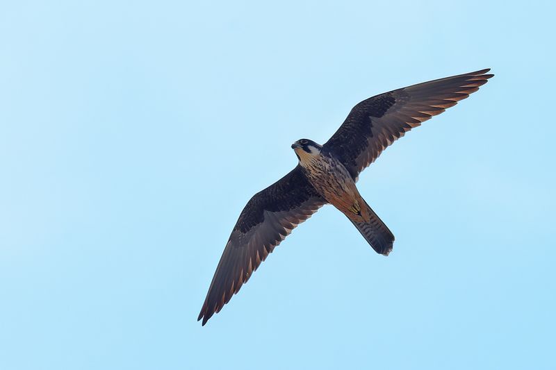 Eleonora's Falcon (Falco eleonorae)