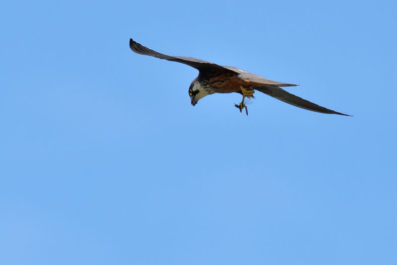 Eleonora's Falcon (Falco eleonorae)