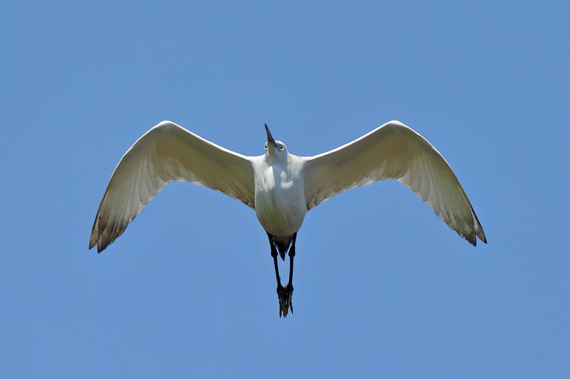 Little Egret (Egreta garzetta)