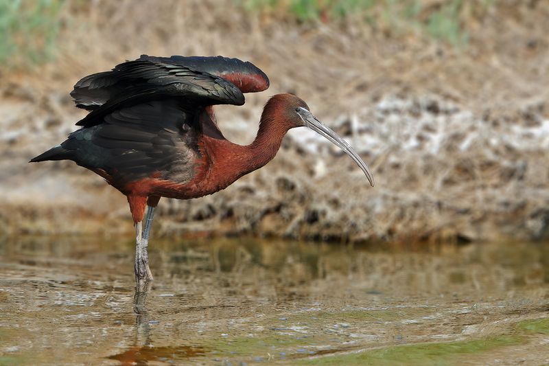 Glossy Ibis (Plegadis falcinellus)	