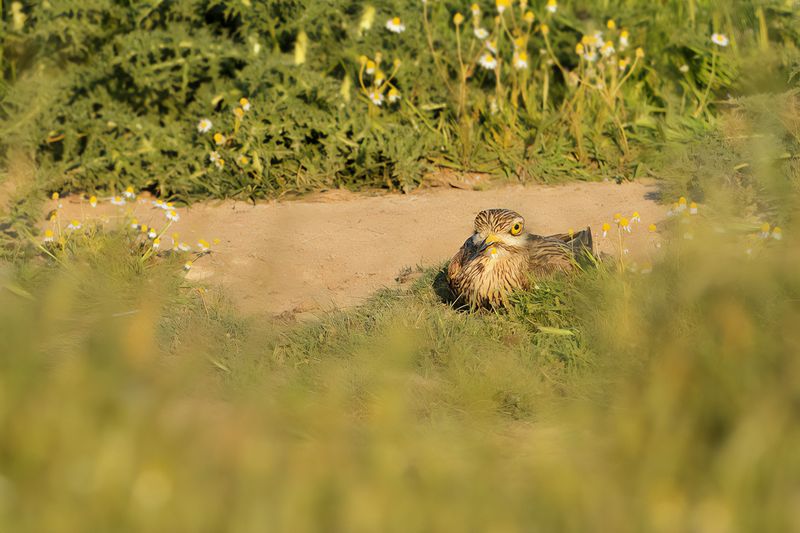 Eurasian Stone-Curlew (Burhinus oedicnemus) 