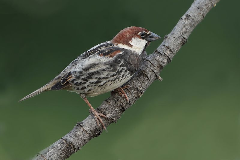 Spanish Sparrow  (Passer hispaniolensis)