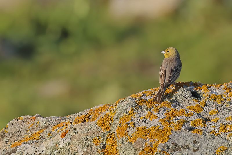 Cinereous Bunting (Emberiza cineracea)