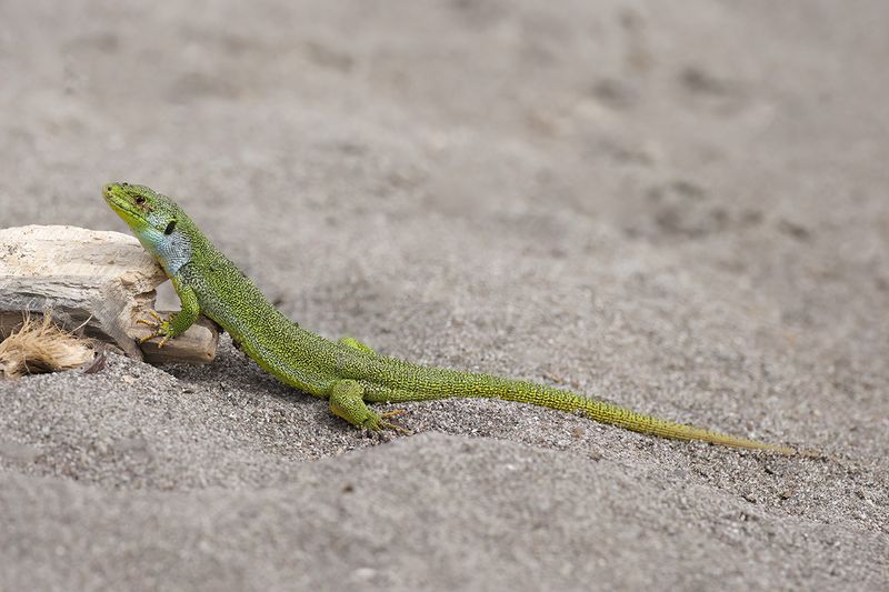 East-Aegean Giant Emerald Lizard (Lacerta diplochondrodes)