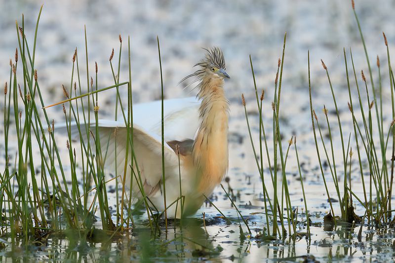 Squacco Heron (Ardeola ralloides)