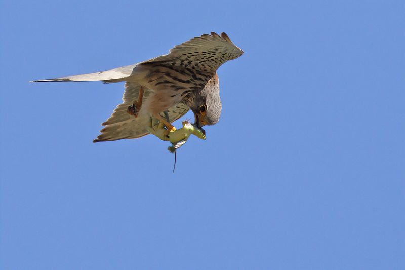 Common Kestrel (Falco tinnunculus) 