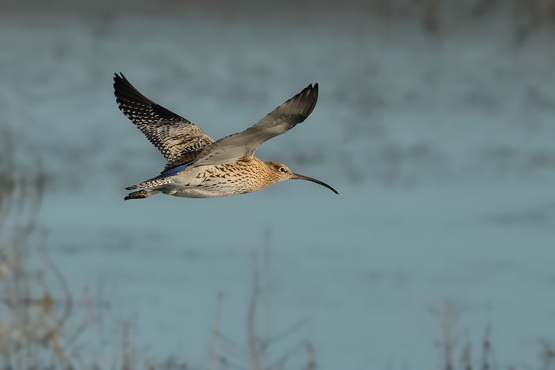 Curlew (Numenius arquata)