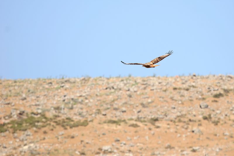 Long-legged Buzzard (Buteo rufinus)