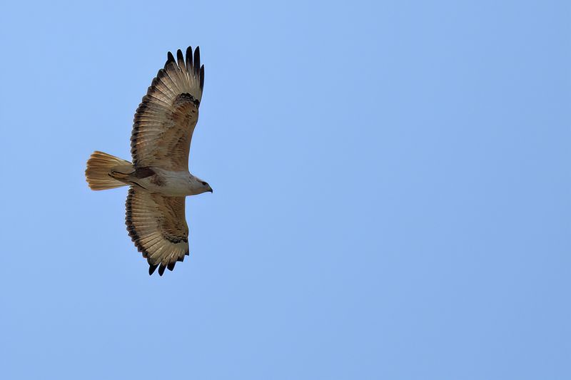 Long-legged Buzzard (Buteo rufinus)