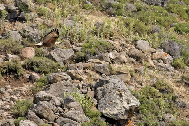 Long-legged Buzzard (Buteo rufinus)