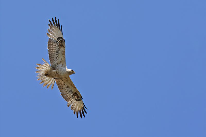 Long-legged Buzzard (Buteo rufinus)