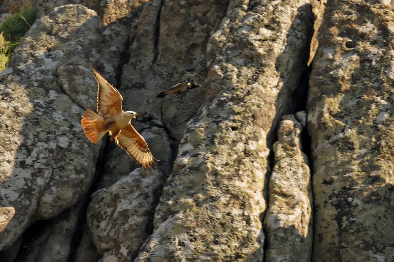 Long-legged Buzzard (Buteo rufinus)