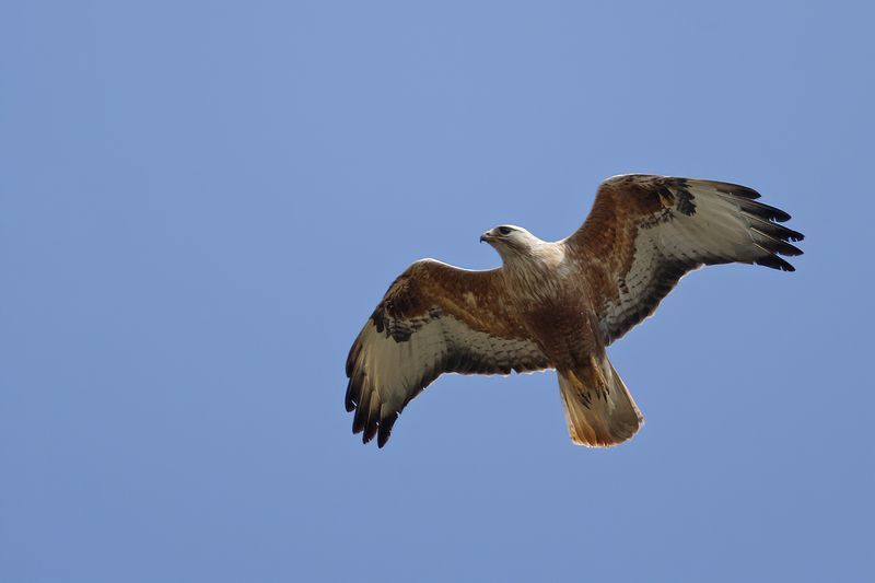 Long-legged Buzzard (Buteo rufinus)