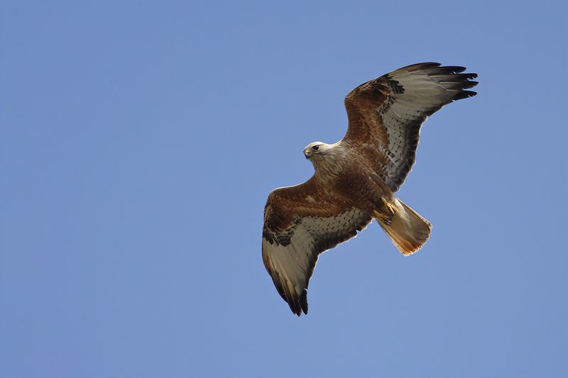 Long-legged Buzzard (Buteo rufinus)