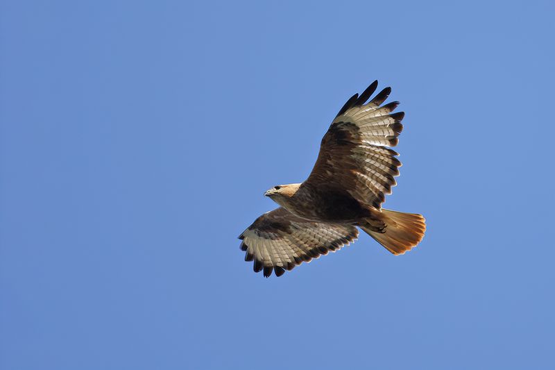 Long-legged Buzzard (Buteo rufinus)