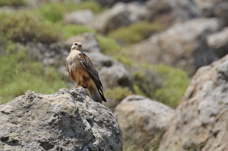 Long-legged Buzzard (Buteo rufinus)