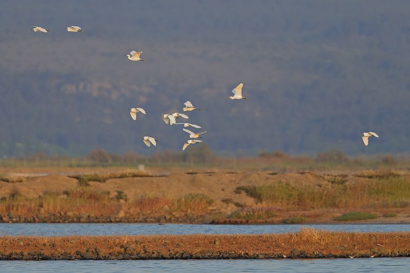 Little Egret (Egreta garzetta)