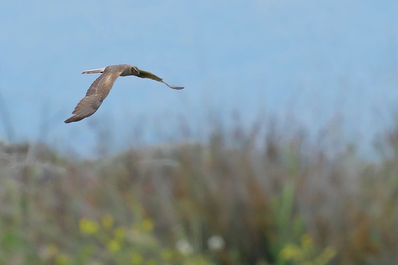 Montagu's Harrier (Circus pygargus)