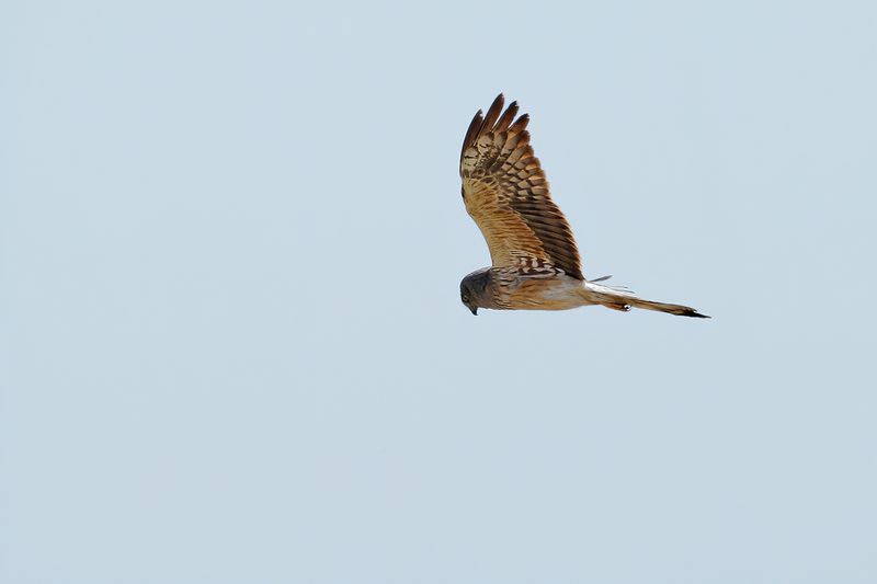 Montagu's Harrier (Circus pygargus)