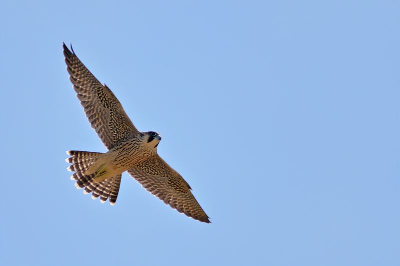 Peregrine Falcon (Falco peregrinus)