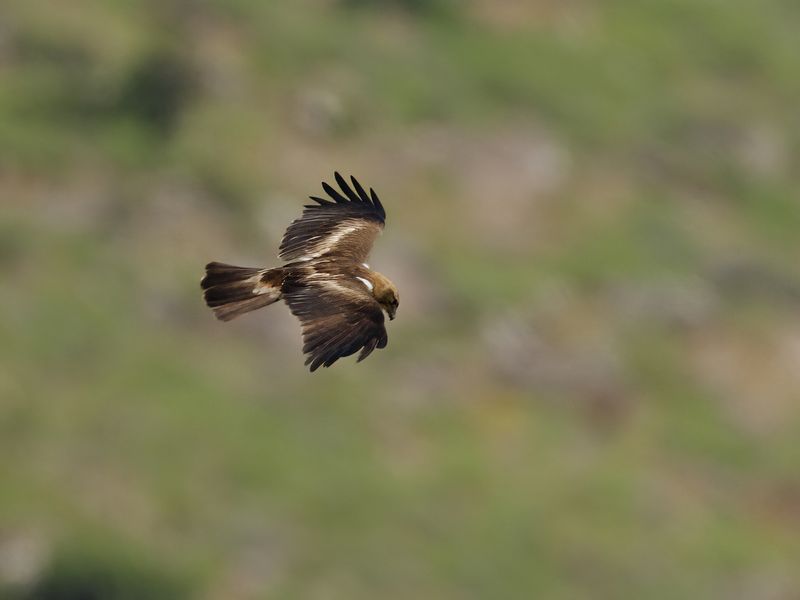 Booted Eagle (Aquila pennata)