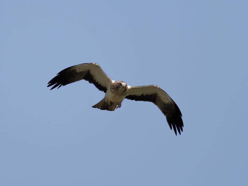 Booted Eagle (Aquila pennata)