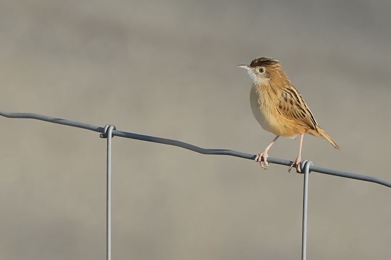 Zitting Cisticola - (Cisticola juncidis)