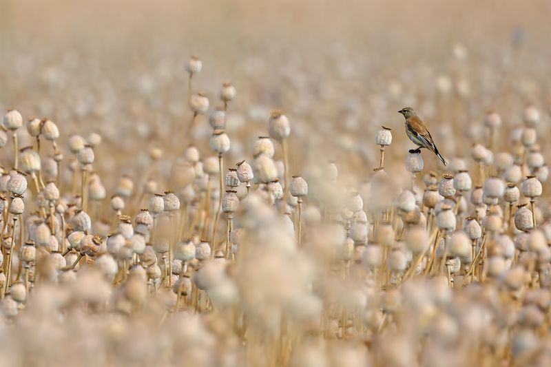 Linnet (Carduelis cannabina)