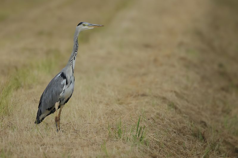 Grey Heron (Ardea cinerea)