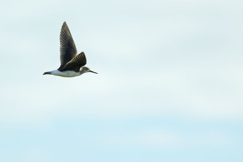 Green Sandpiper (Tringa ochropus) 