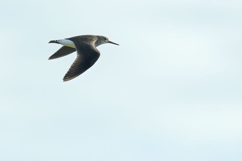 Green Sandpiper (Tringa ochropus) 