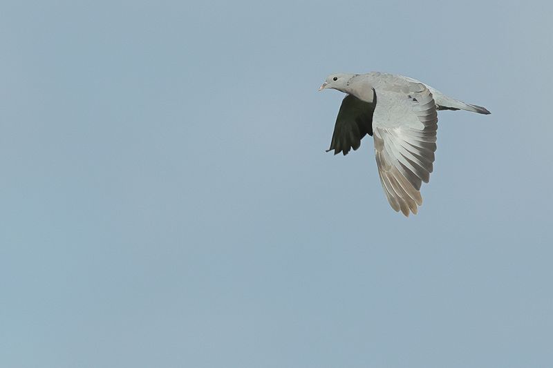 Stock Dove (Columba oenas)