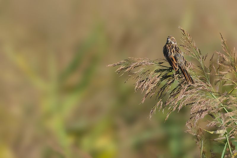 Common Reed Bunting (Emberiza schoeniclus)