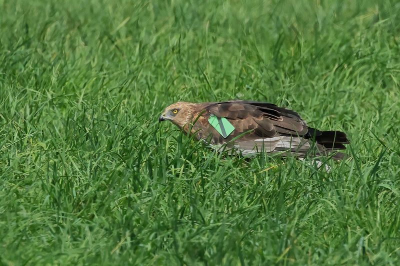 Western Marsh Harrier (Circus aeruginosus)