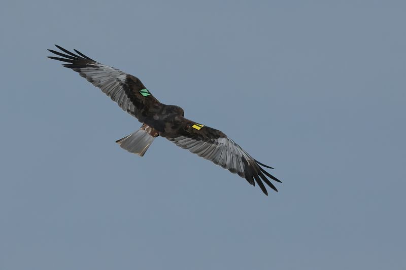 Western Marsh Harrier (Circus aeruginosus)