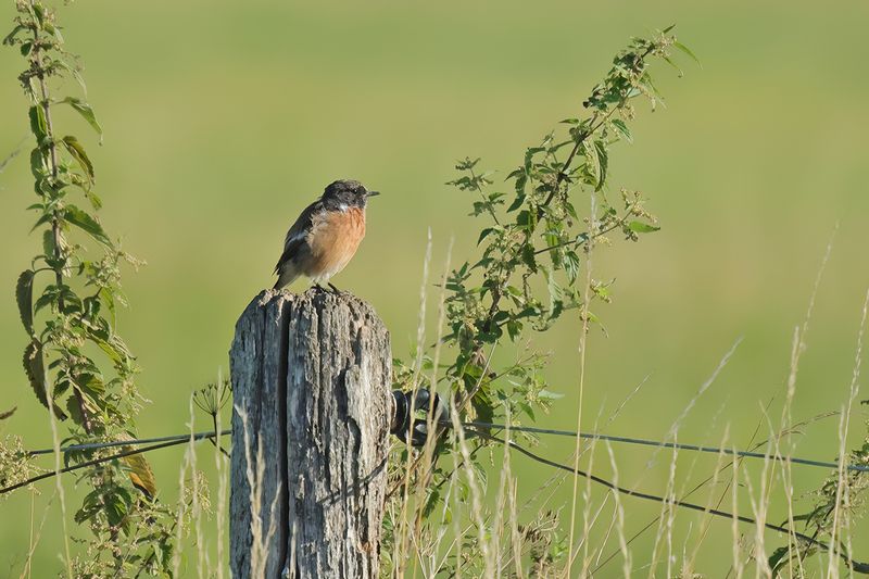 European Stonechat (Saxicola rubicola)