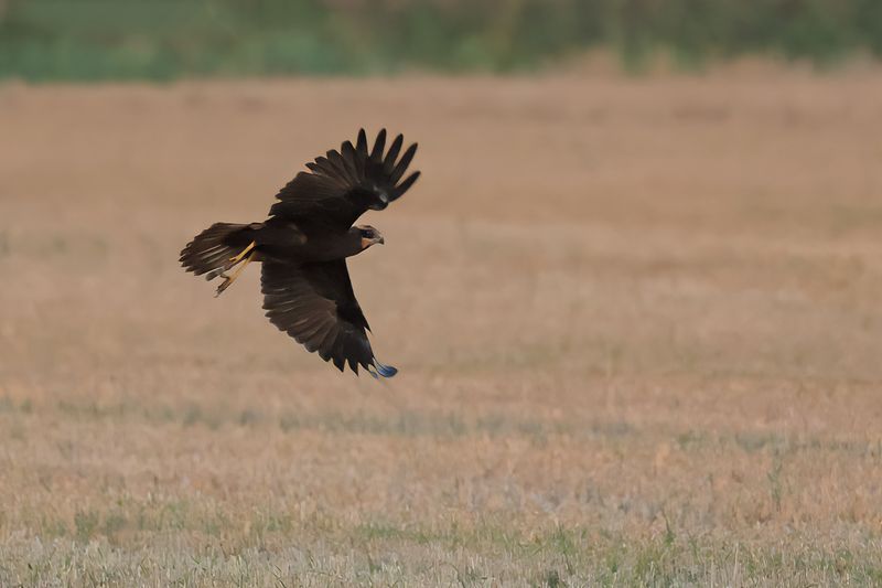Western Marsh Harrier (Circus aeruginosus)