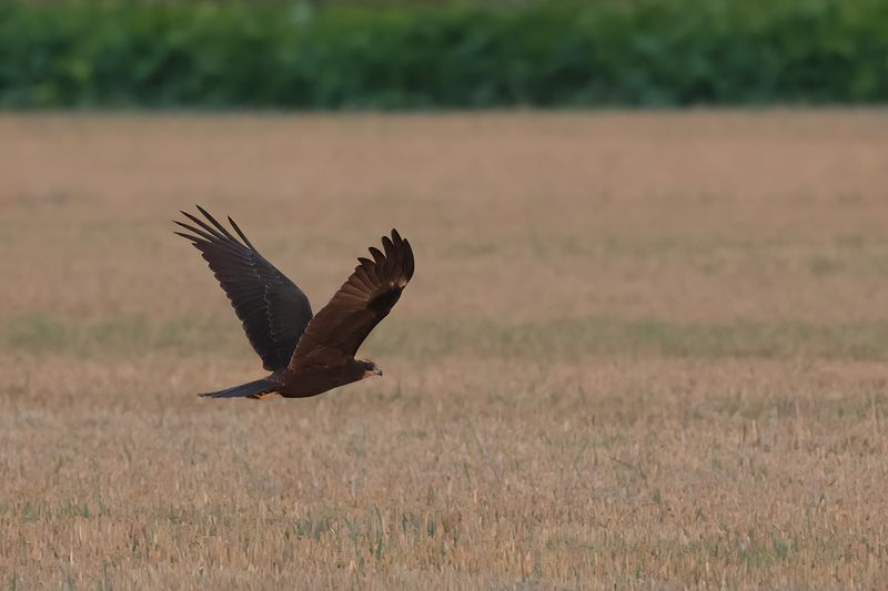 Western Marsh Harrier (Circus aeruginosus)