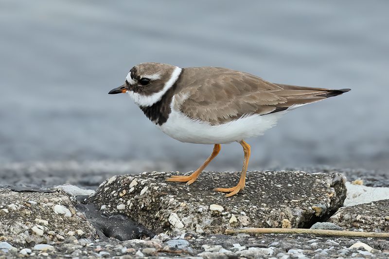 Common Ringed Plover (Charadrius hiaticula) 