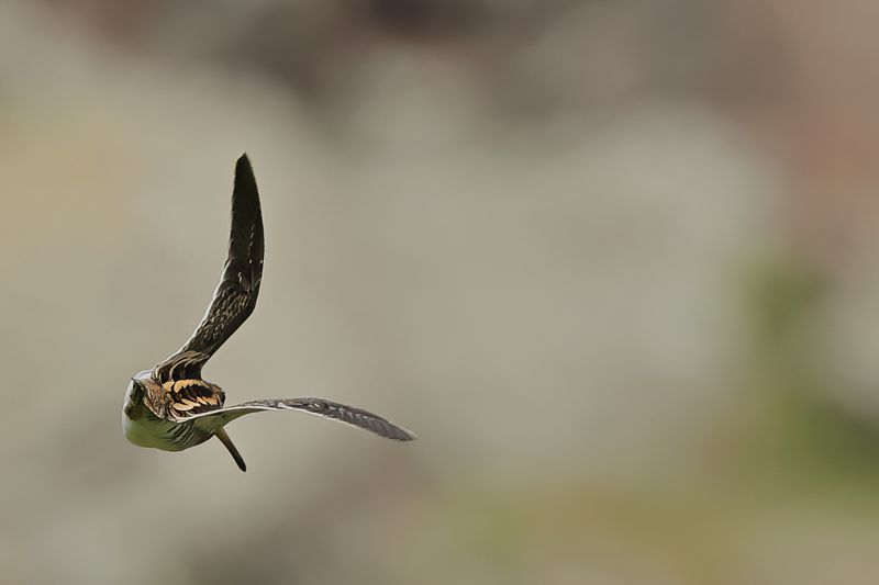 Common Snipe (Gallinago gallinago)