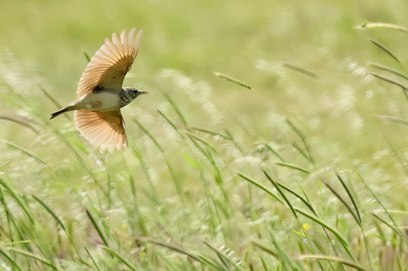 Crested Lark (Galerida cristata)