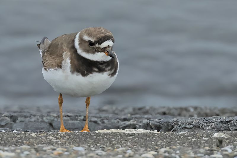 Common Ringed Plover (Charadrius hiaticula) 