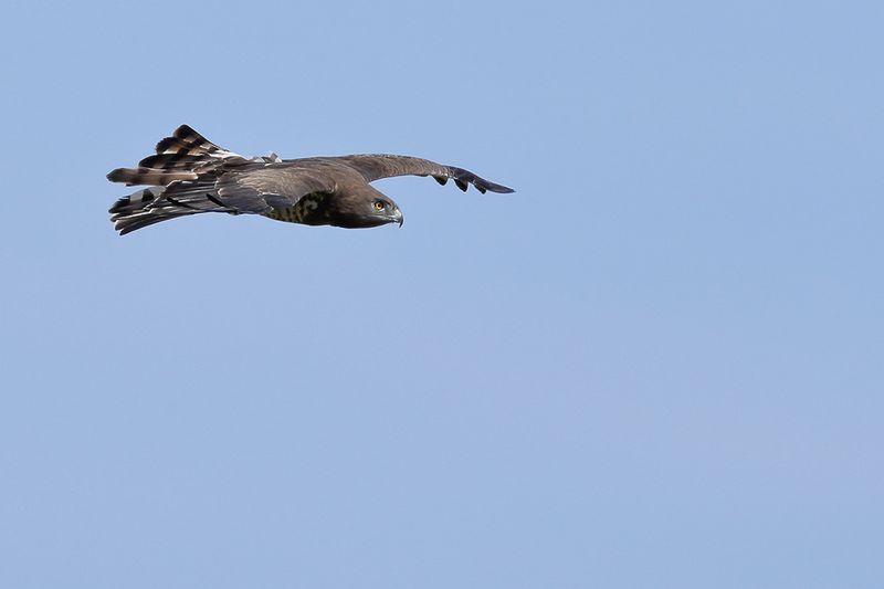 Short-toed Eagle (Circaetus gallicus)