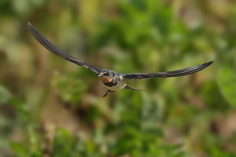 Barn Swallow (Hirundo rustica)