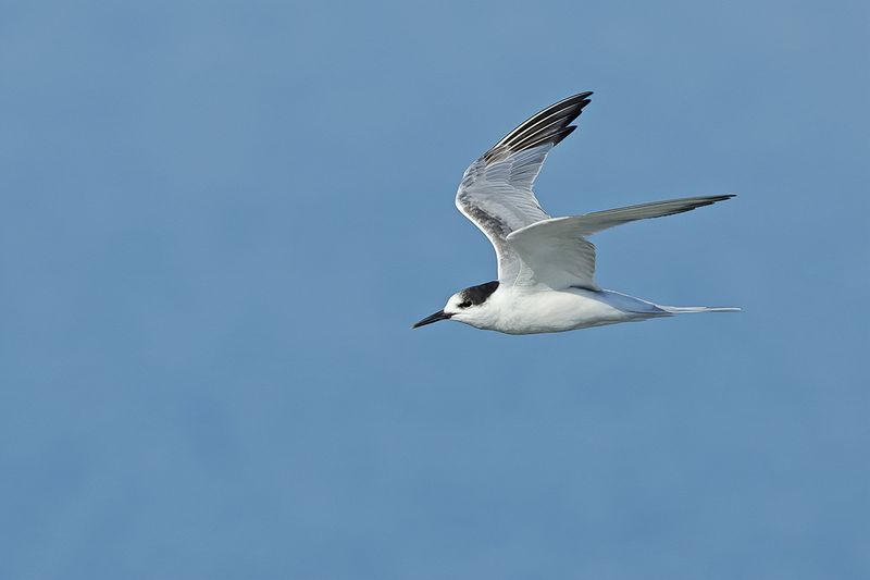 Common Tern (Sterna hirundo)