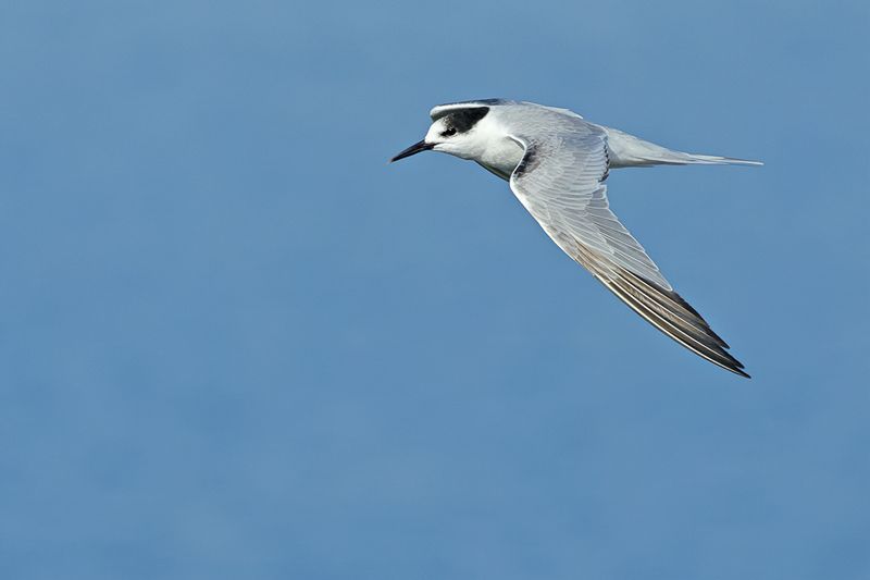 Common Tern (Sterna hirundo)