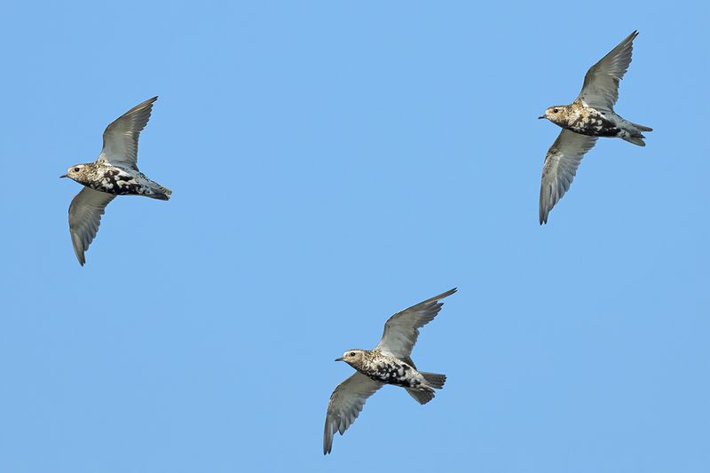 Eurasian Golden Plover (Pluvialis apricaria)