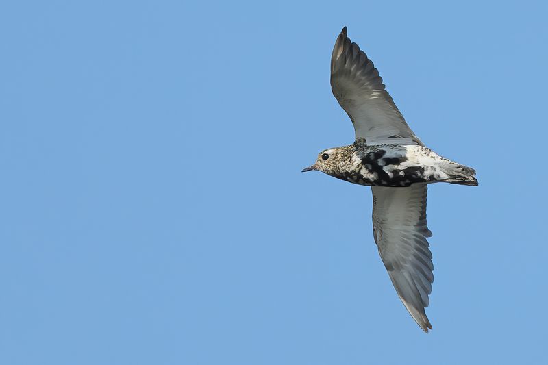 Eurasian Golden Plover (Pluvialis apricaria)