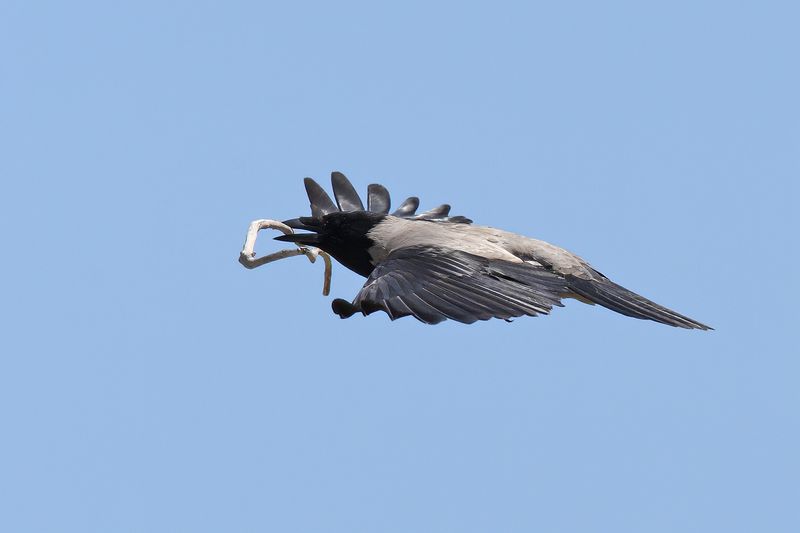 Hooded Crow (Corvus cornix)